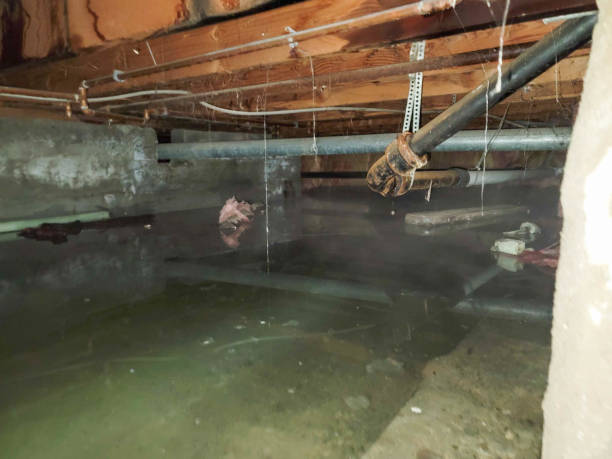 Best Professional water damage repair  in New Philadelphia, OH